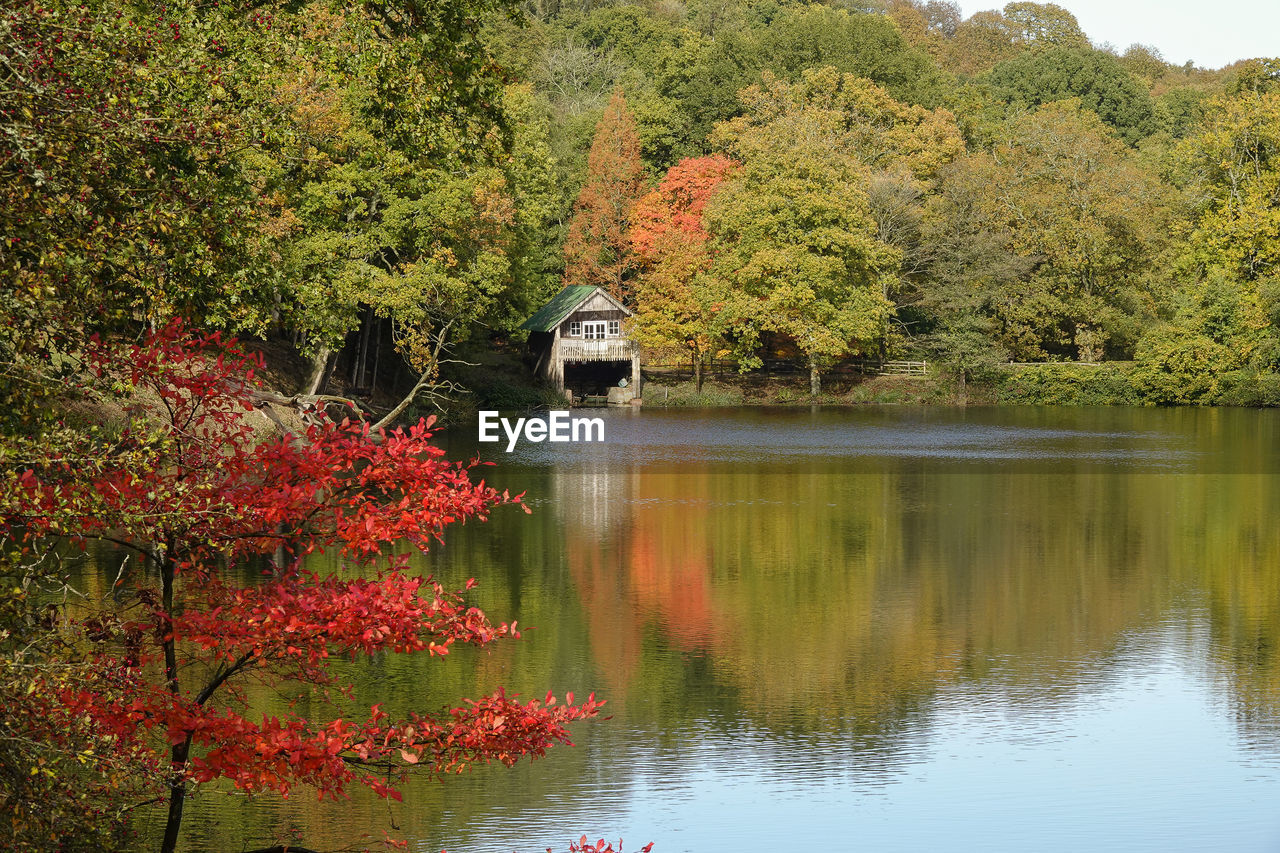 PLANTS GROWING BY LAKE