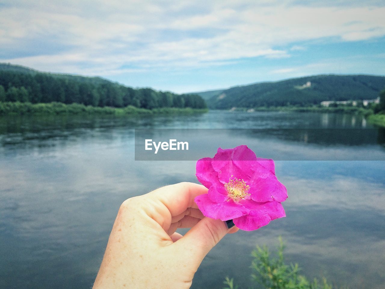 Cropped hand of woman holding pink flower over lake against cloudy sky