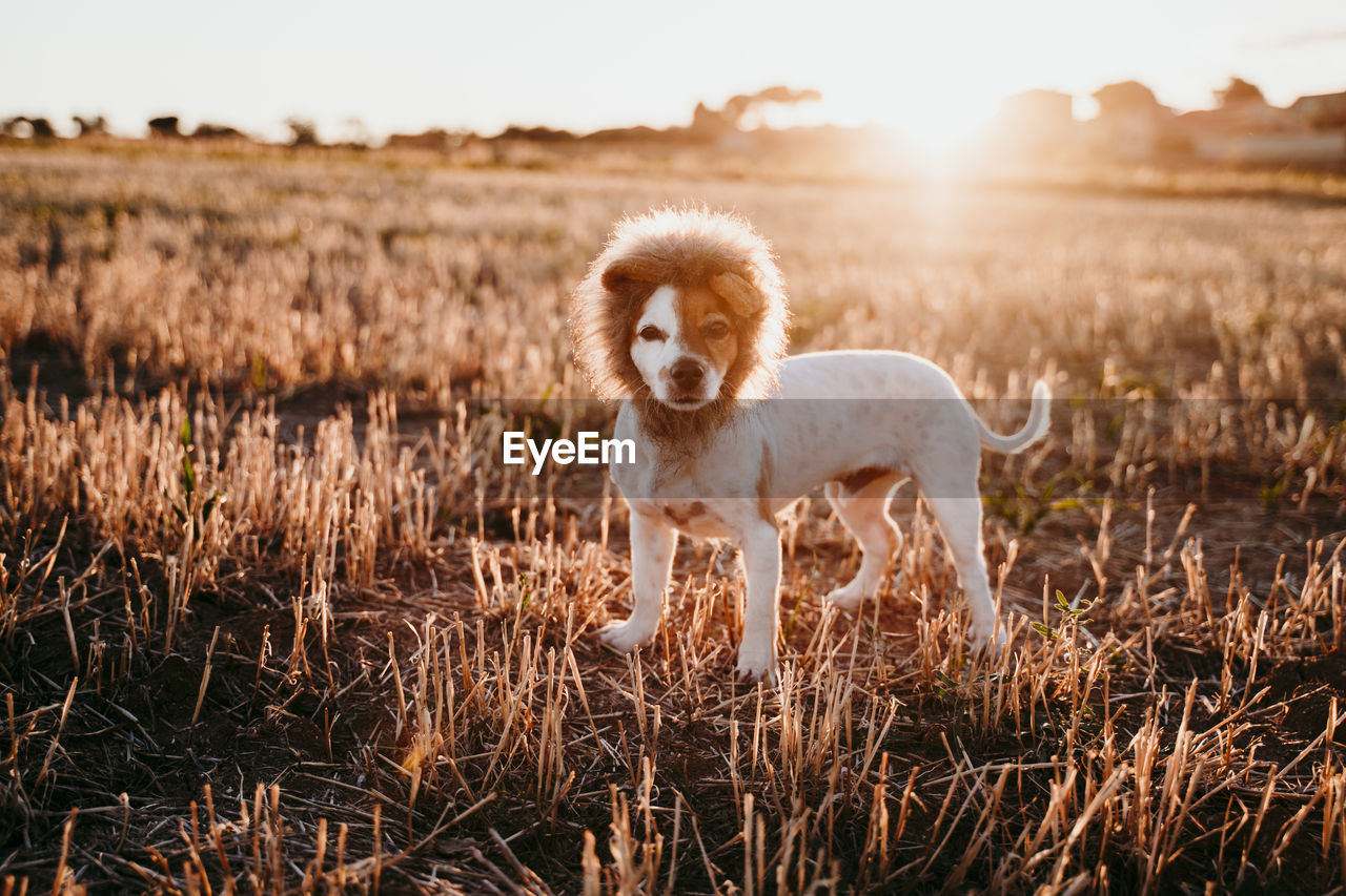 Portrait of dog standing on landscape