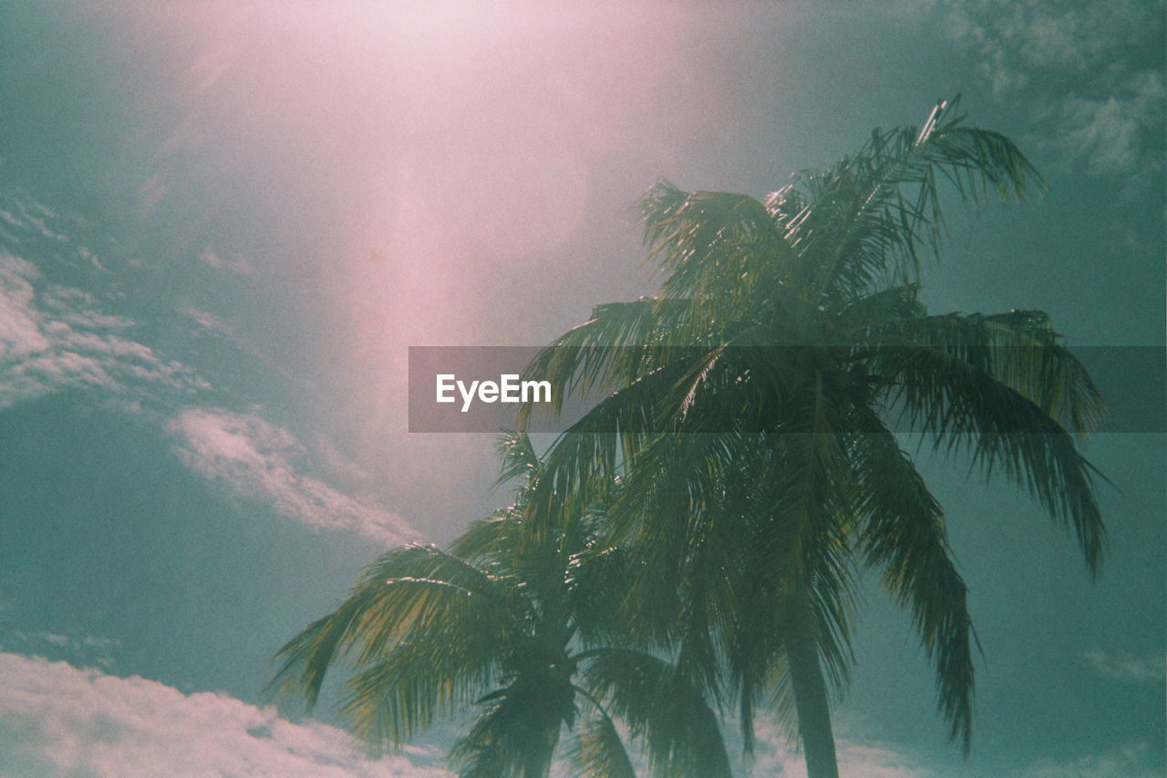 Low angle view of palm trees against sky