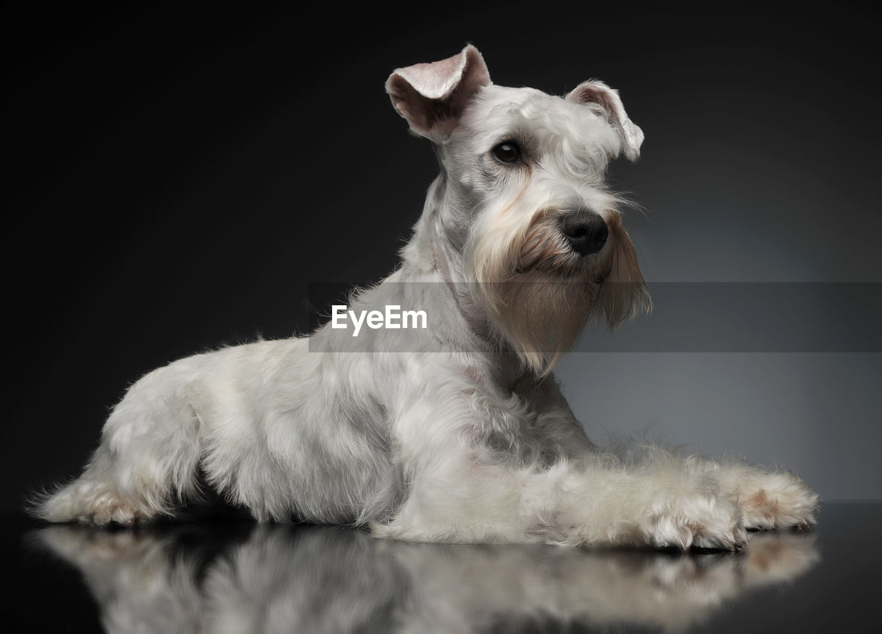 close-up portrait of dog against black background