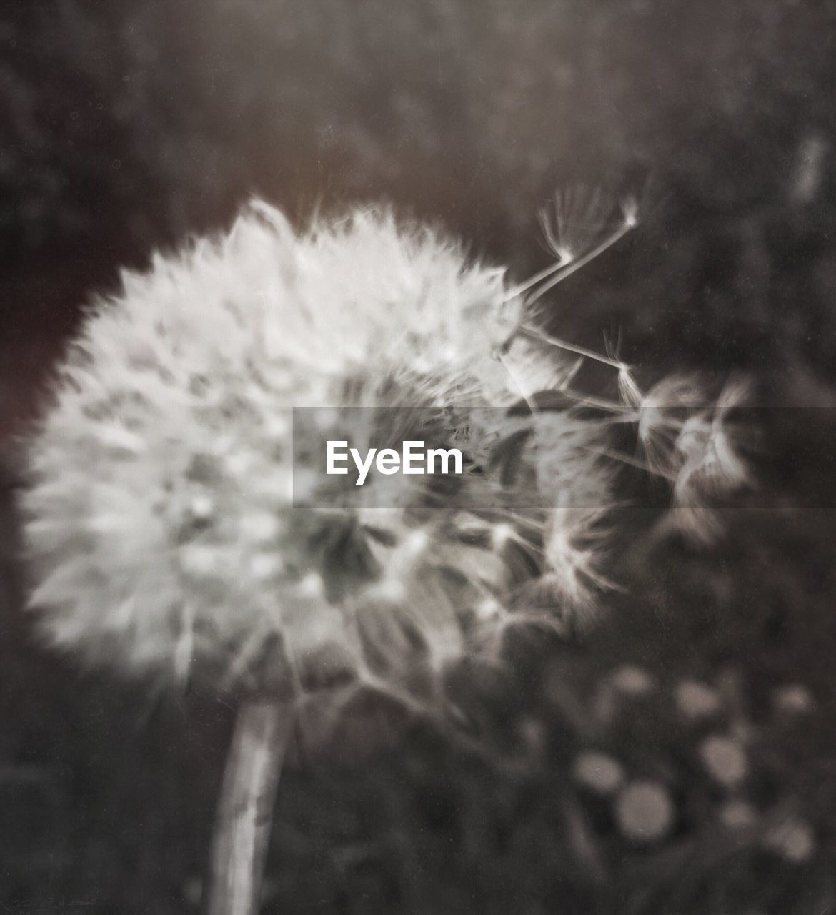 CLOSE-UP OF DANDELION FLOWERS