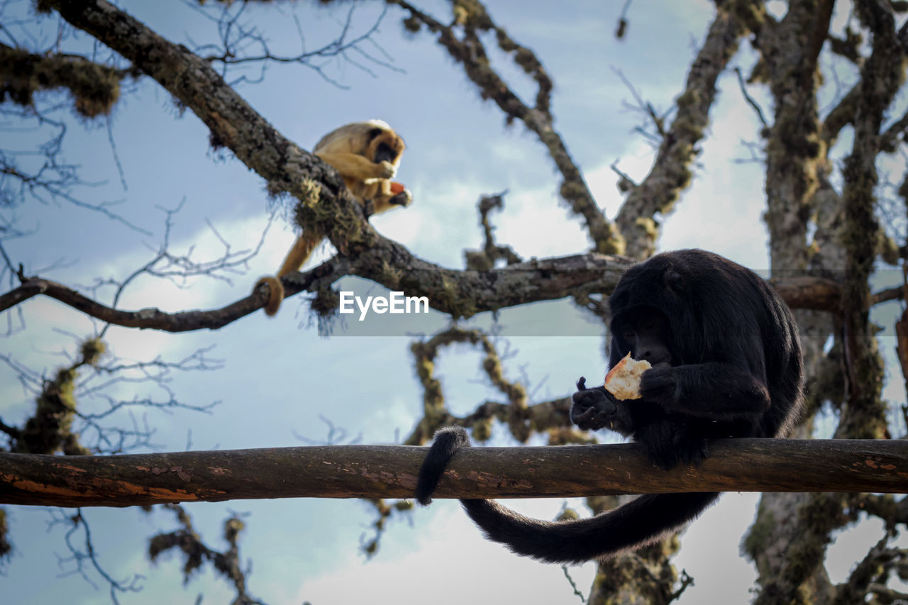 Close-up of howler monkey sitting on branch