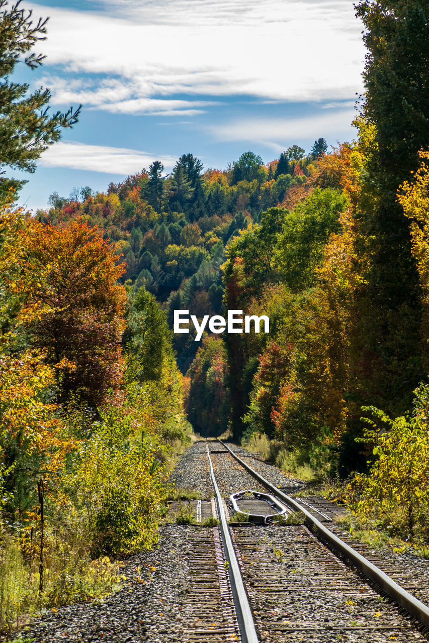 railroad tracks amidst trees