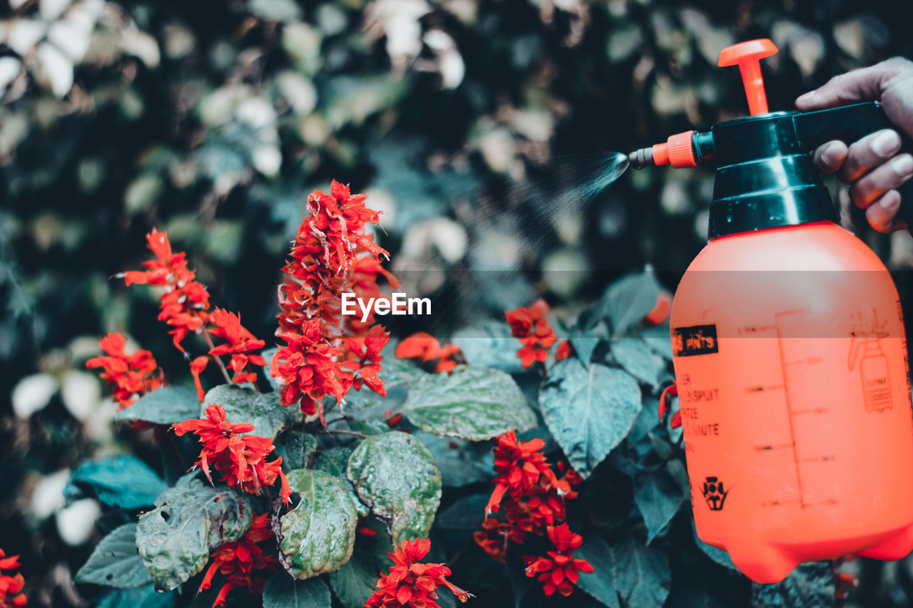 Cropped hand spraying red flowers in lawn