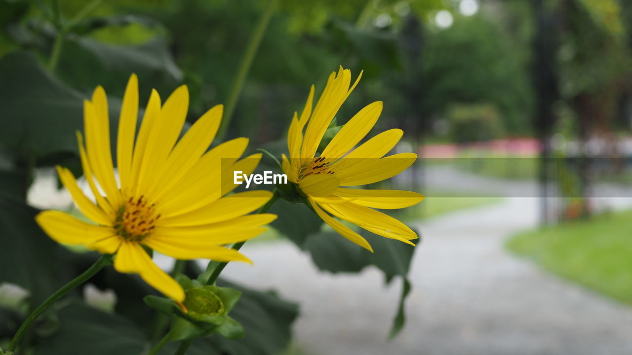 flower, flowering plant, plant, yellow, freshness, beauty in nature, flower head, growth, nature, fragility, close-up, petal, inflorescence, focus on foreground, no people, outdoors, springtime, botany, summer, blossom, day, selective focus, vibrant color, landscape, sunflower, environment