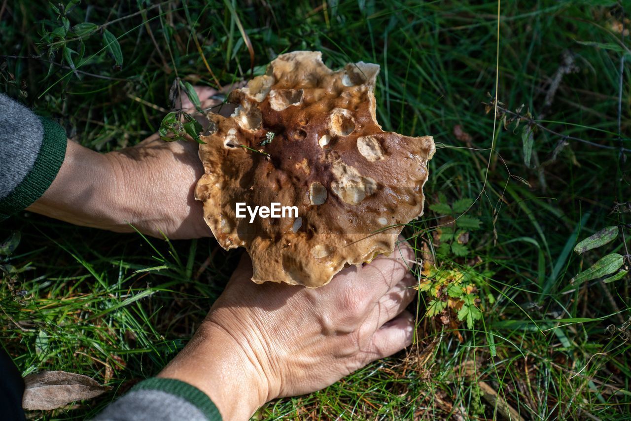 High angle view of man holding mushroom on field