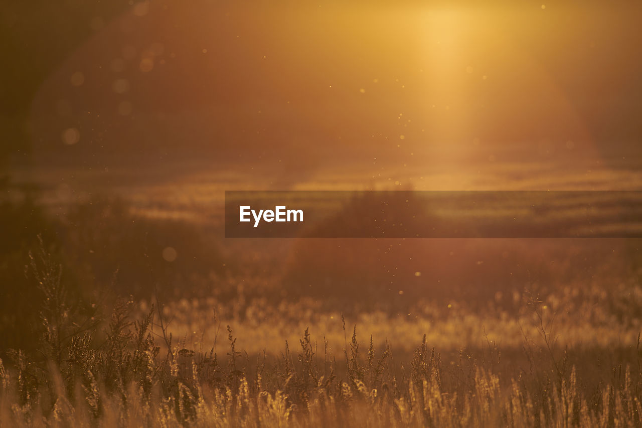 CLOSE-UP OF GRASS ON FIELD AGAINST SUNSET SKY