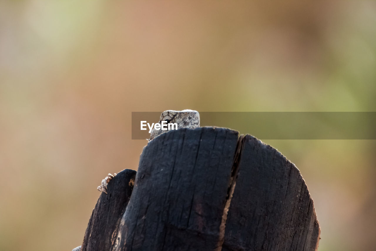 Close-up of lizard head on wooden log