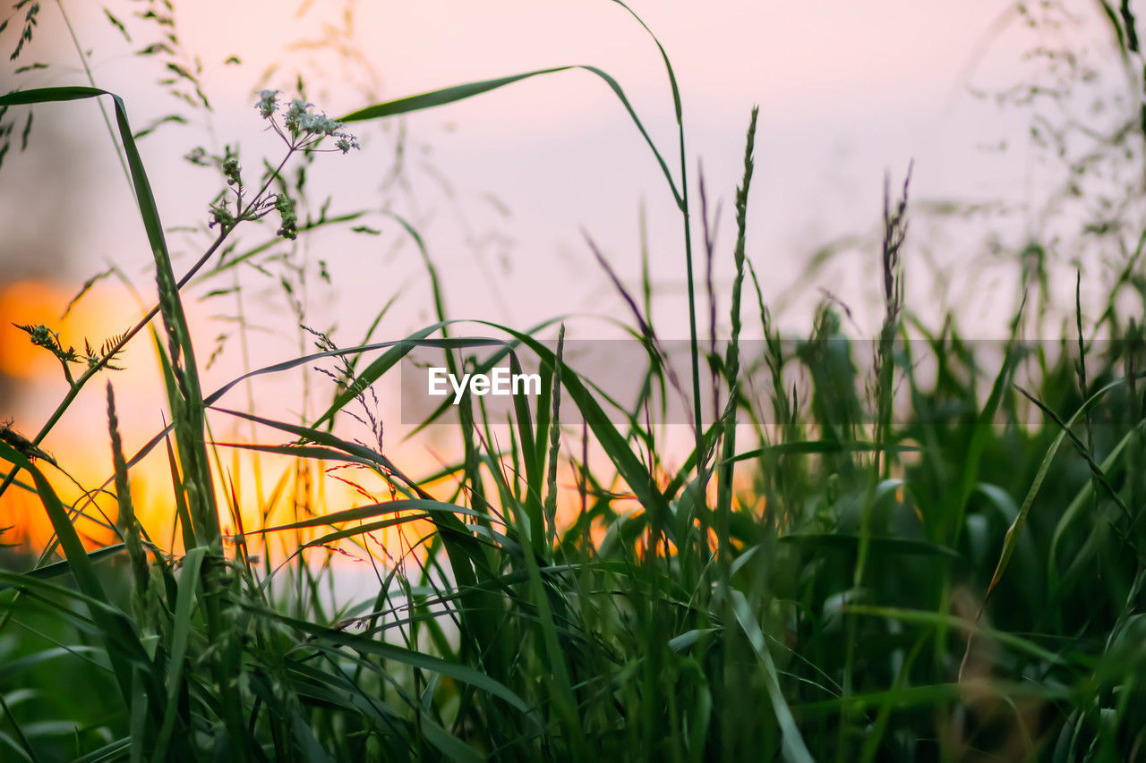 grass, plant, green, nature, sky, landscape, beauty in nature, field, land, flower, sunset, environment, sunlight, growth, no people, rural scene, tranquility, agriculture, outdoors, summer, meadow, sun, leaf, food, close-up, multi colored, tranquil scene, plain, selective focus, scenics - nature, non-urban scene, cereal plant, prairie, crop, springtime, yellow, freshness, lawn, food and drink, flowering plant, idyllic, focus on foreground, vibrant color