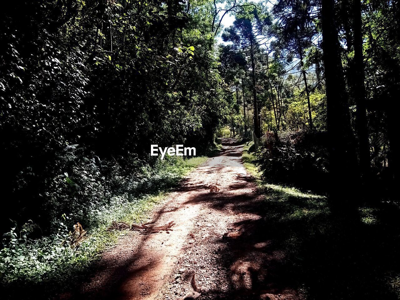 FOOTPATH IN FOREST