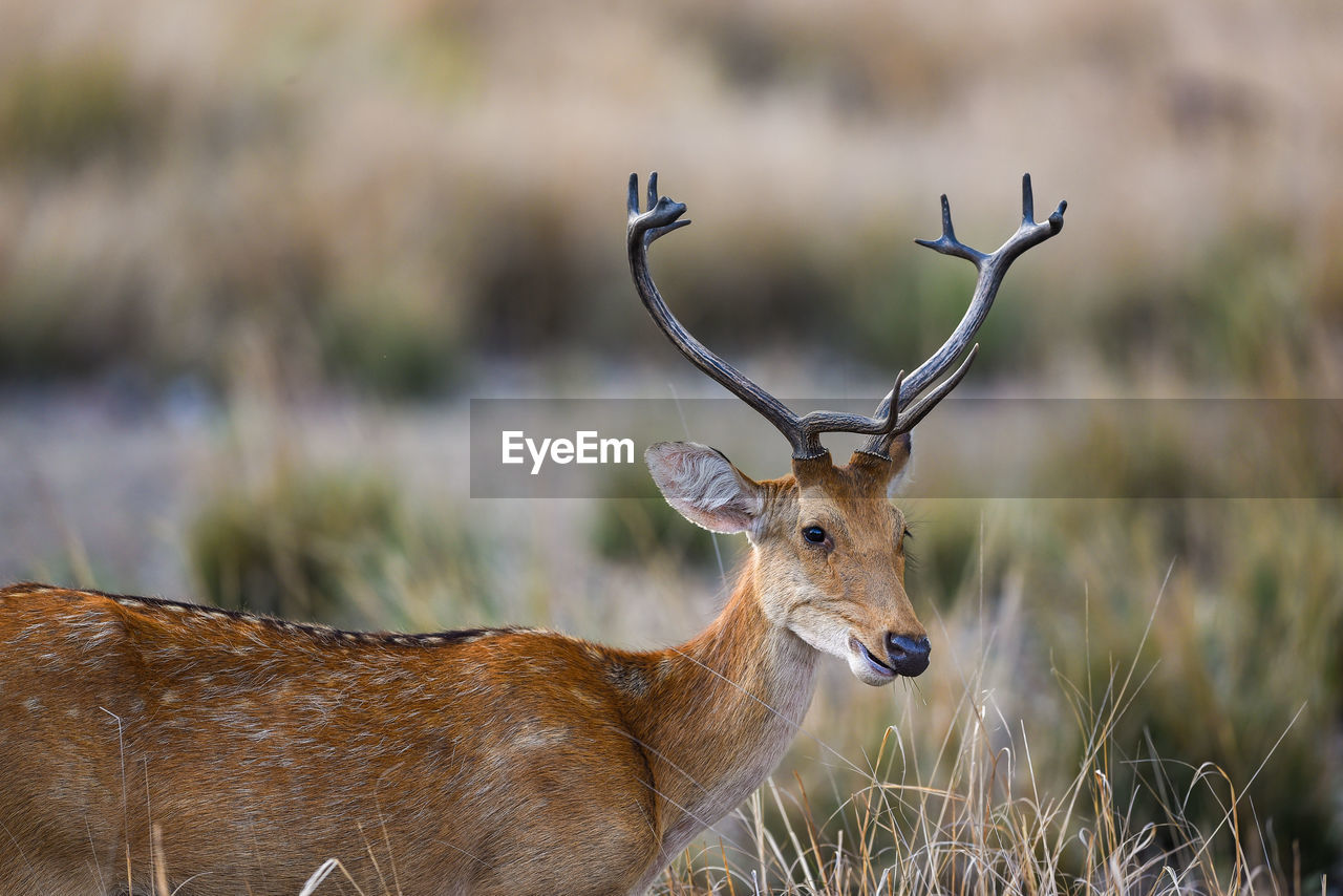 CLOSE-UP OF DEER ON FIELD