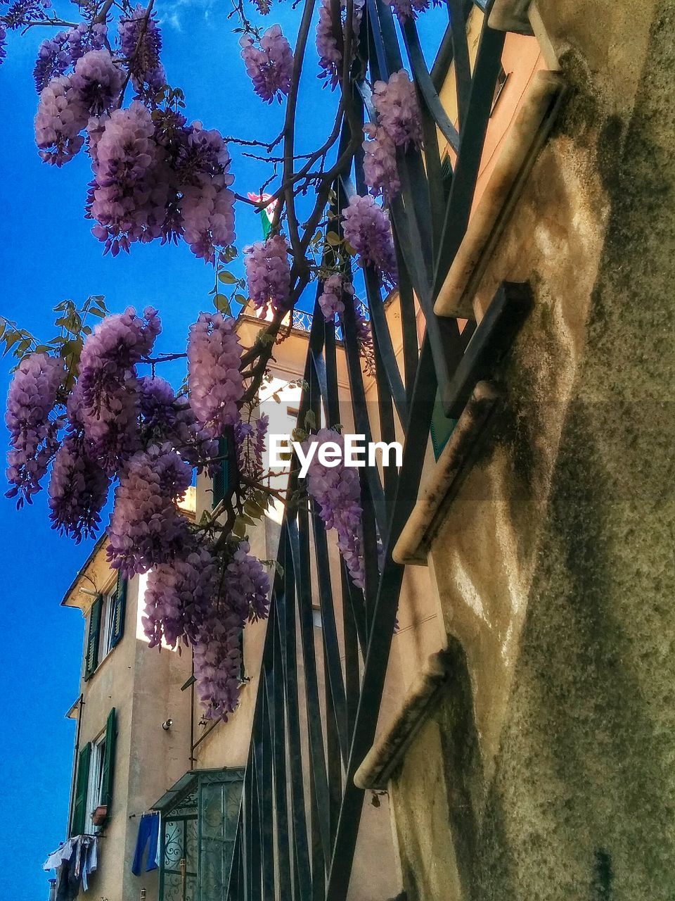 tree, low angle view, no people, architecture, building exterior, outdoors, day, nature, built structure, hanging, branch, beauty in nature, sky, close-up