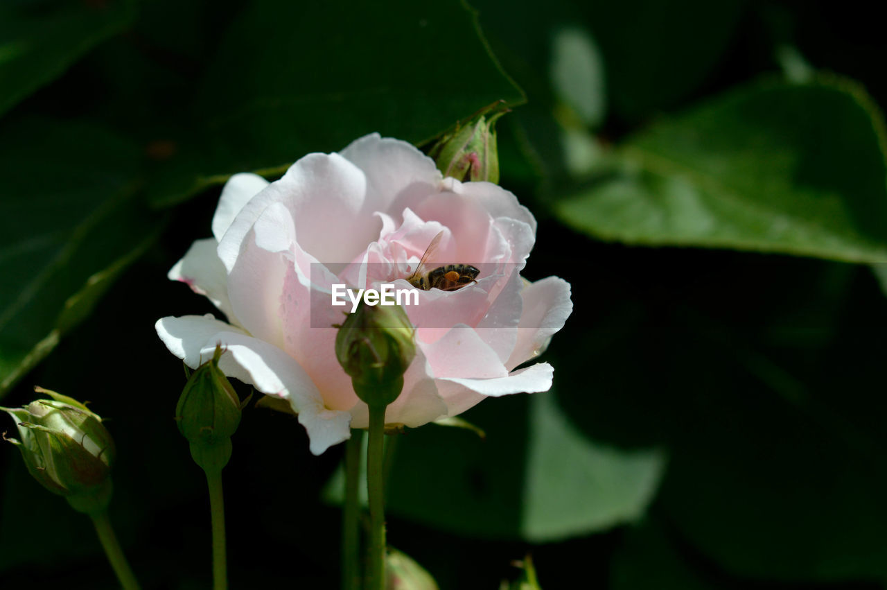 flower, flowering plant, plant, beauty in nature, petal, freshness, close-up, fragility, flower head, blossom, inflorescence, nature, leaf, plant part, macro photography, growth, pink, rose, no people, green, white, focus on foreground, outdoors, springtime, botany