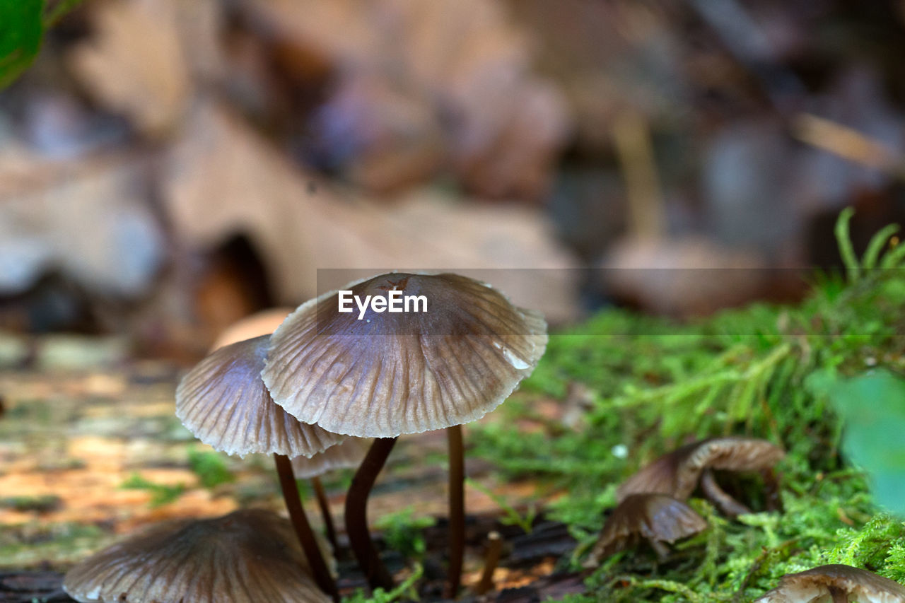 CLOSE-UP OF MUSHROOM GROWING