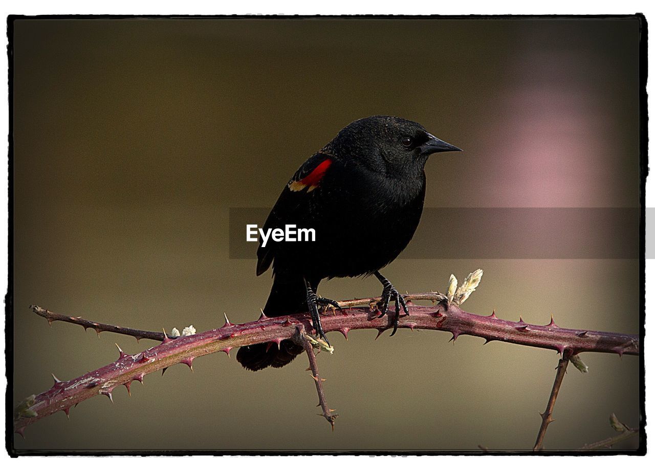 CLOSE-UP OF BIRD PERCHING