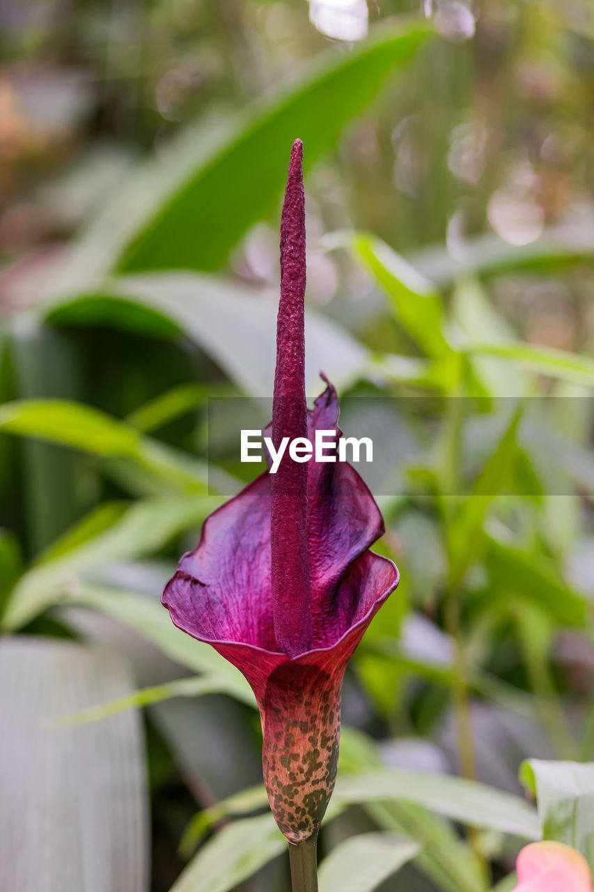 Amorphophallus konjac also known as konjak, konnyaku potato,devil's tongue, voodoo lily, snake palm.