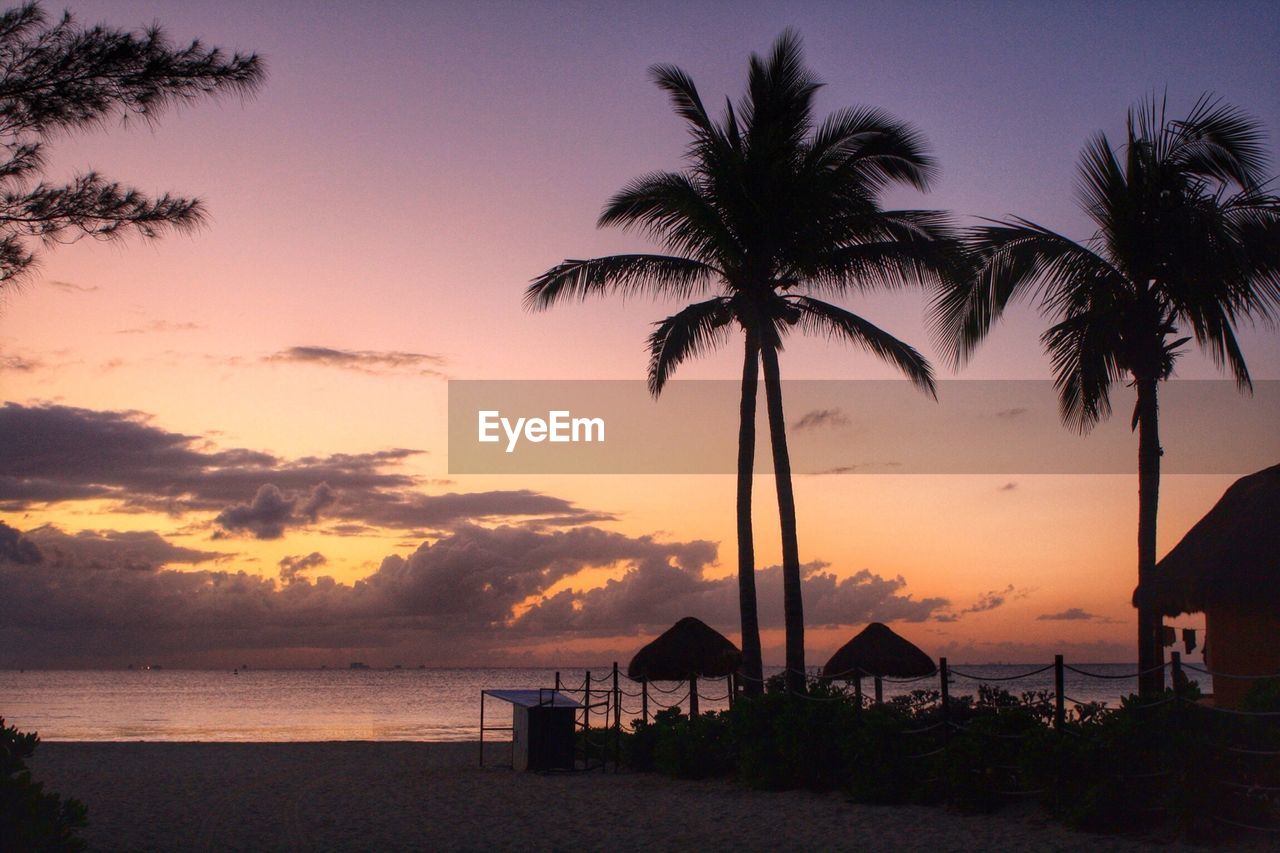 Palm trees at sunset