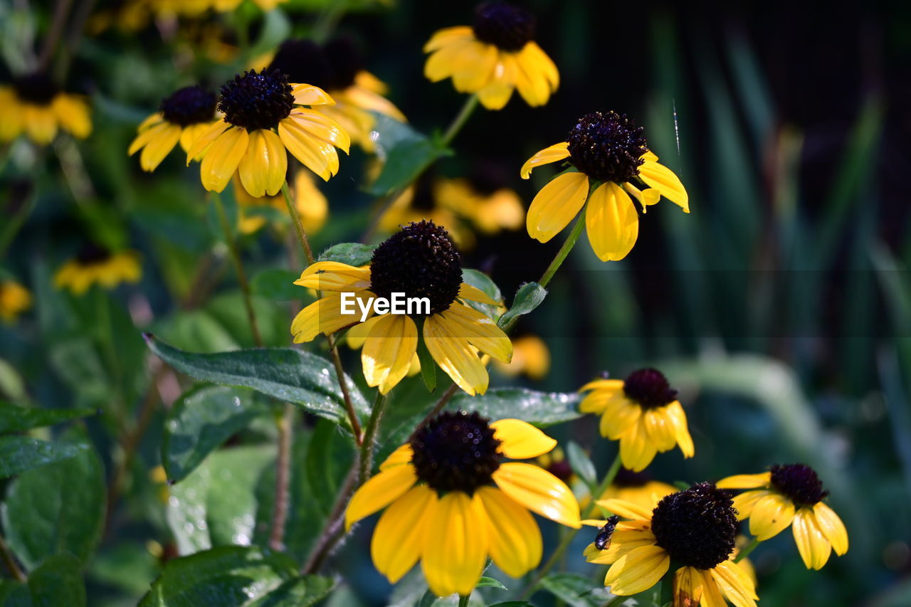 flowering plant, flower, plant, yellow, freshness, beauty in nature, nature, flower head, black-eyed susan, fragility, petal, growth, close-up, inflorescence, animal wildlife, focus on foreground, macro photography, no people, botany, outdoors, summer, outdoor pursuit, nature reserve, wildflower, meadow, day, multi colored, sunlight, pollen, plant part