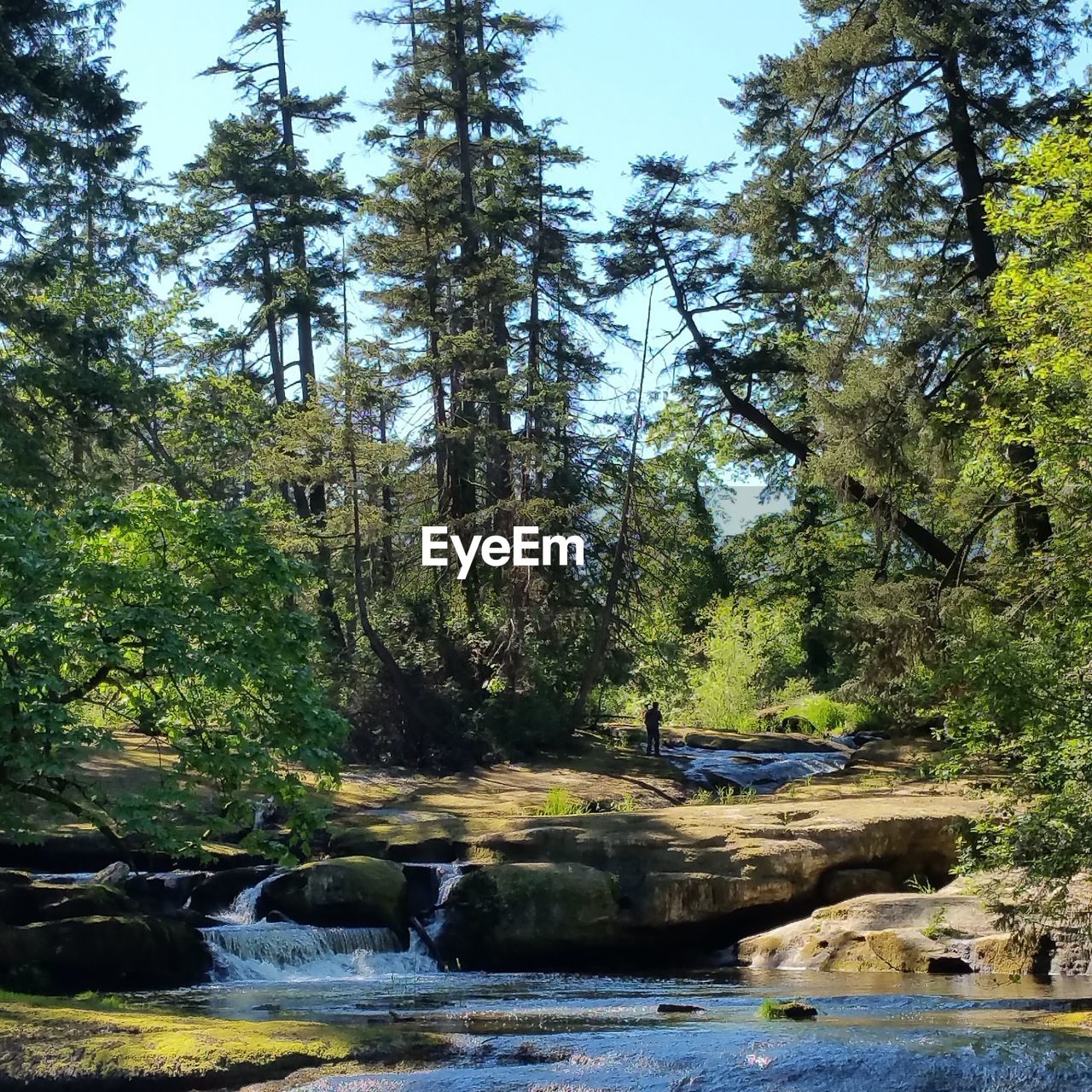 RIVER BY TREES IN FOREST AGAINST SKY