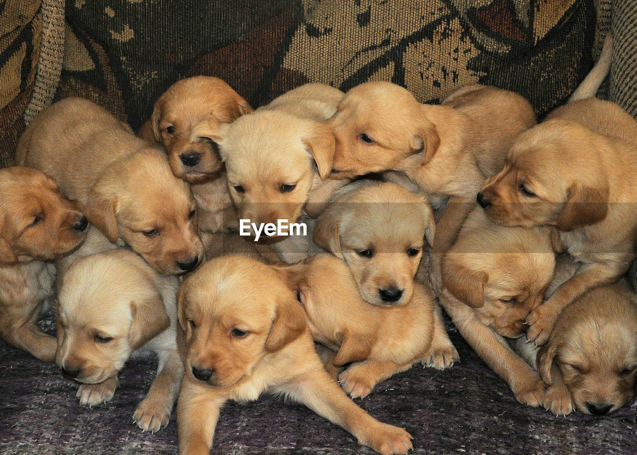 HIGH ANGLE VIEW OF PUPPY ON BLANKET