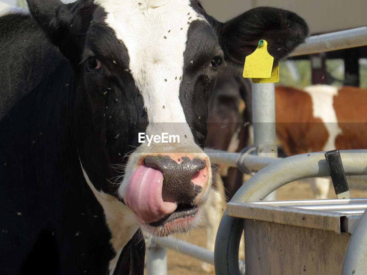 Close-up portrait of cow