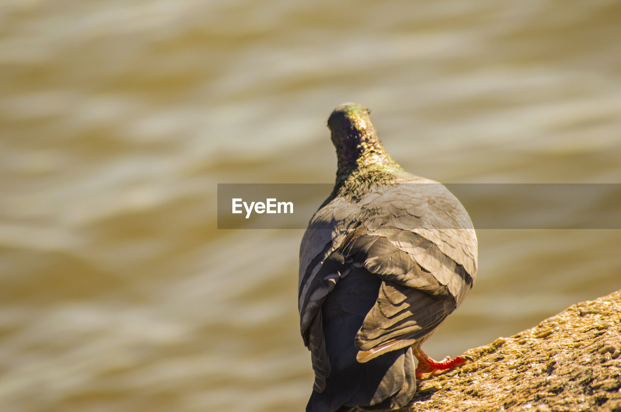 Close-up of pigeon perching on lake