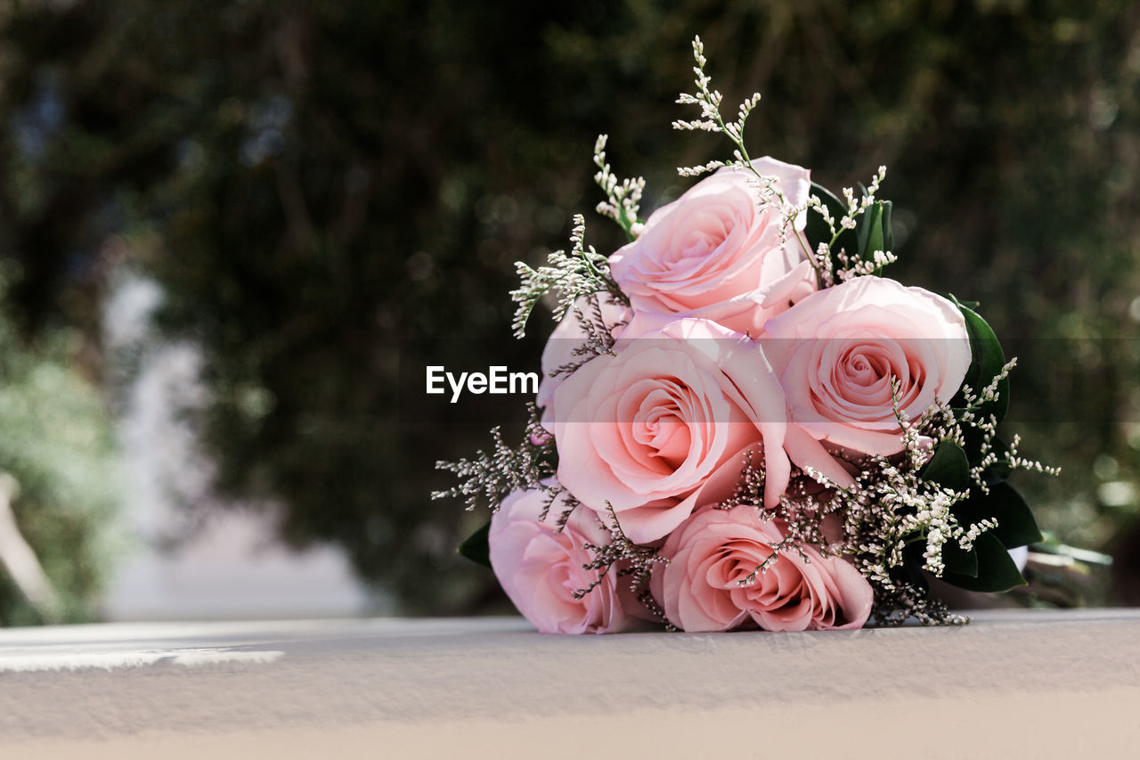 CLOSE-UP OF PINK ROSES
