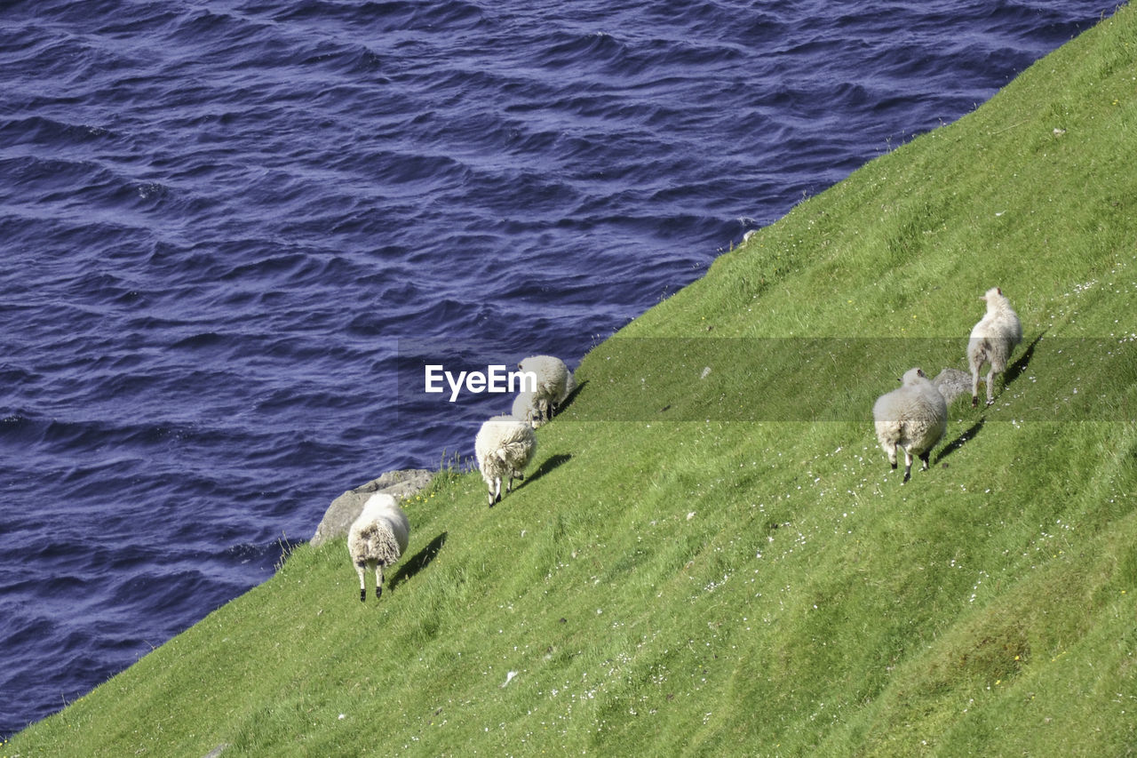 Sheep on field against lake