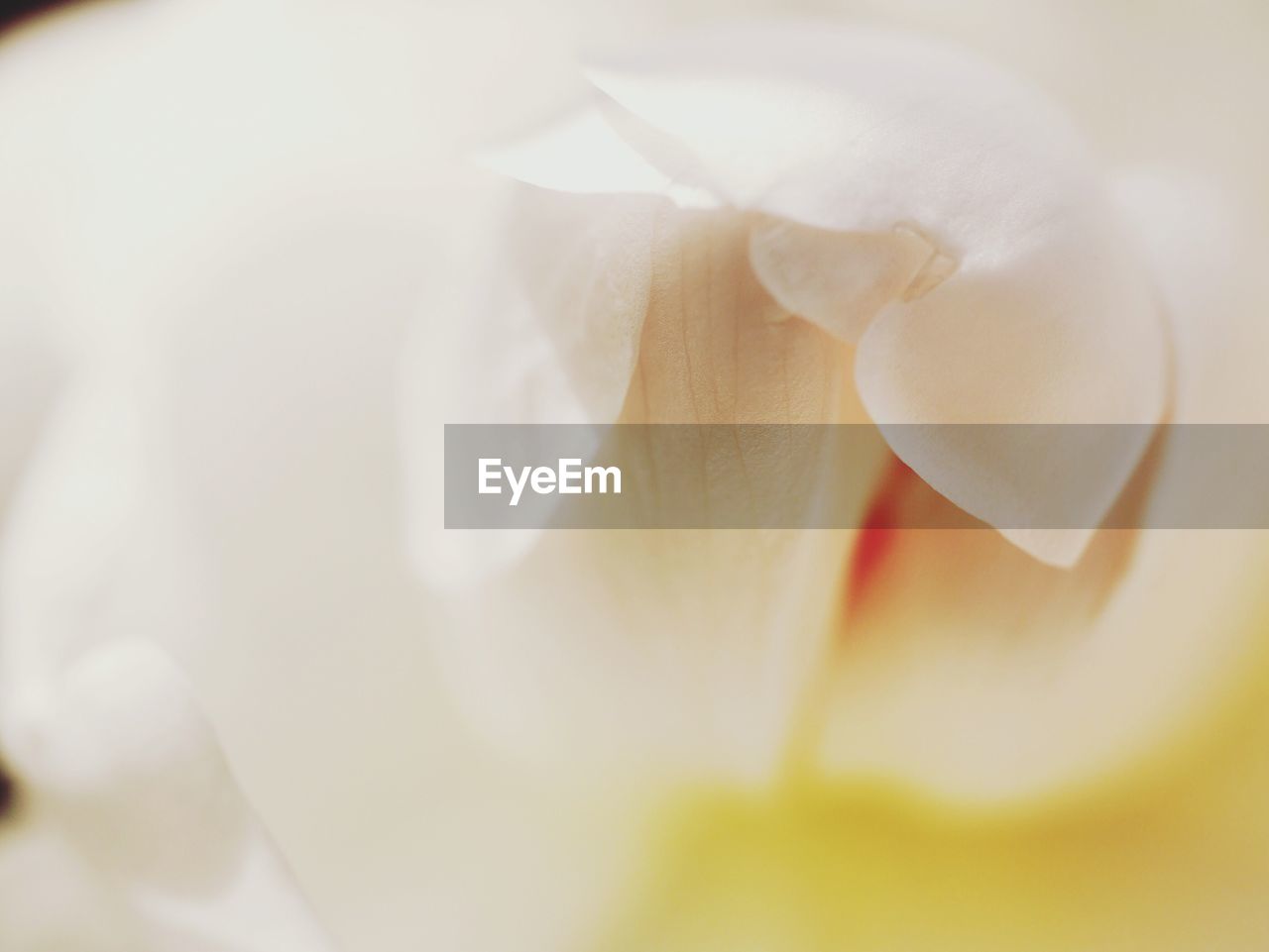 CLOSE-UP OF WHITE FLOWER BLOOMING INDOORS