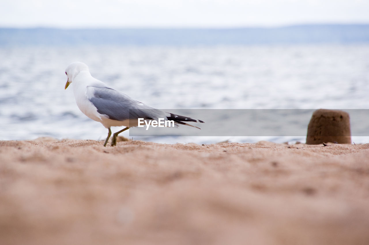 SEAGULL ON SAND