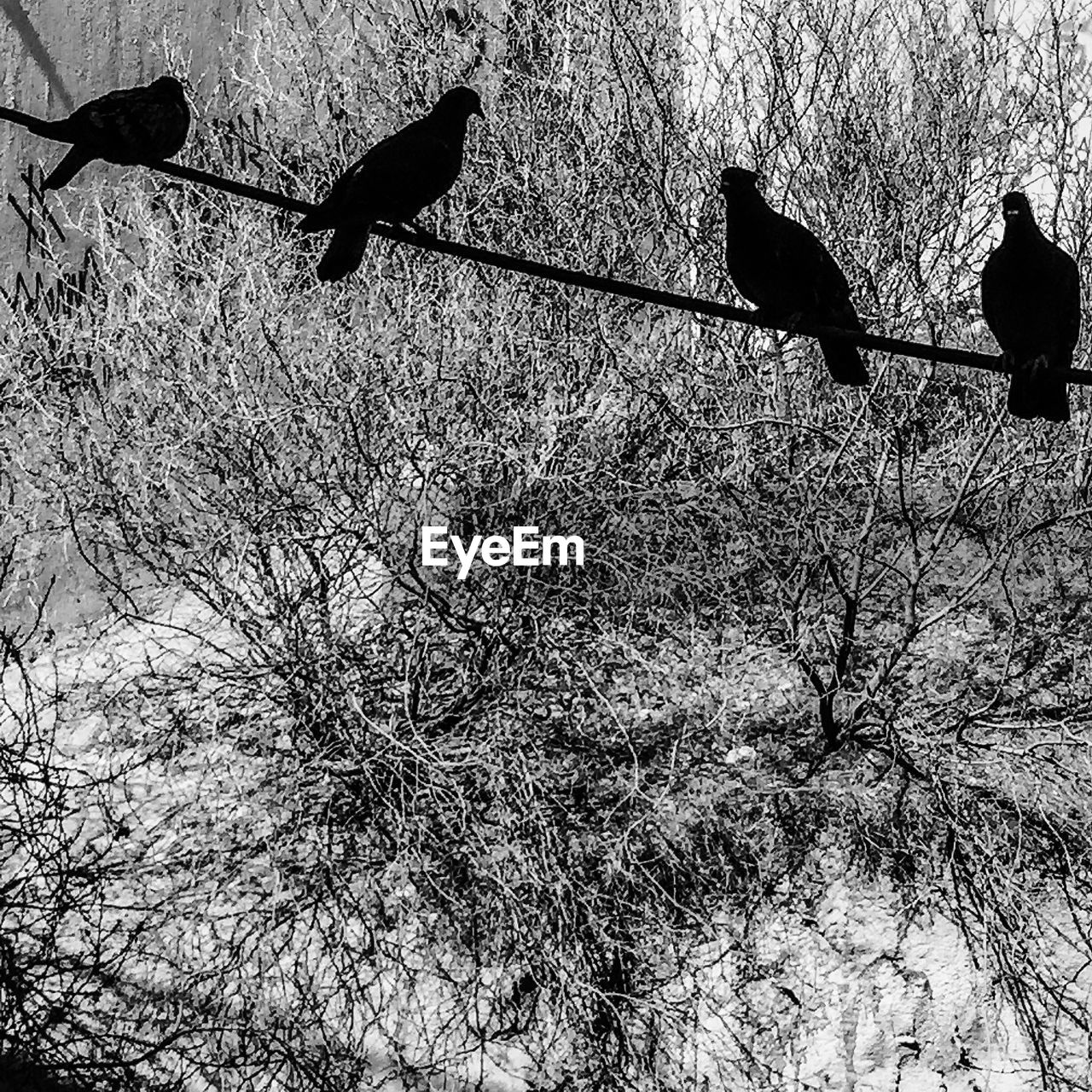 Pigeons perching on cable by bare trees