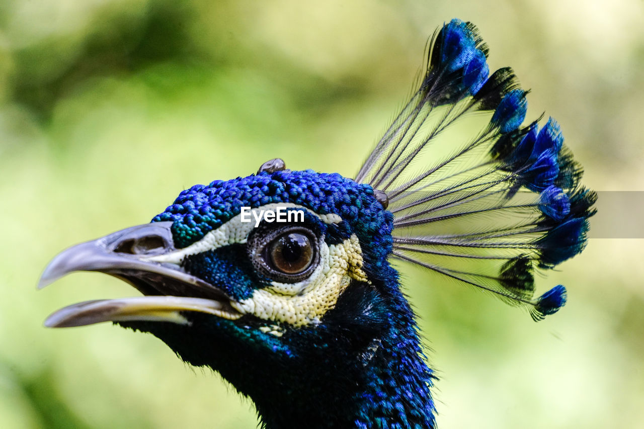 Close-up of peacock