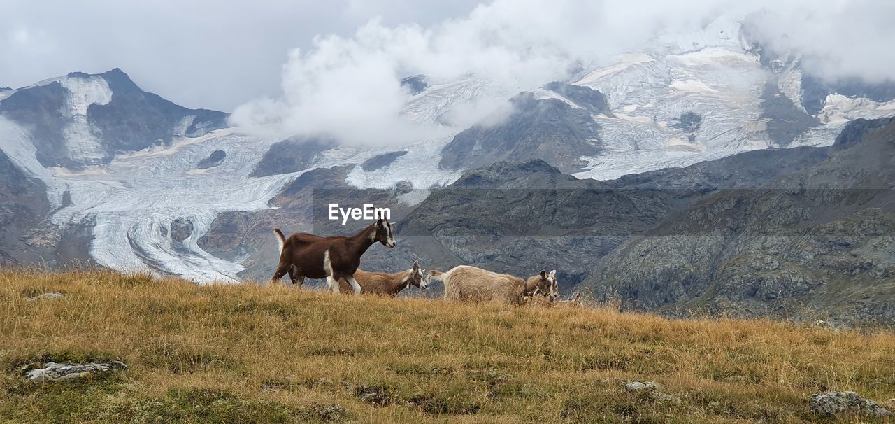 Horse grazing on field