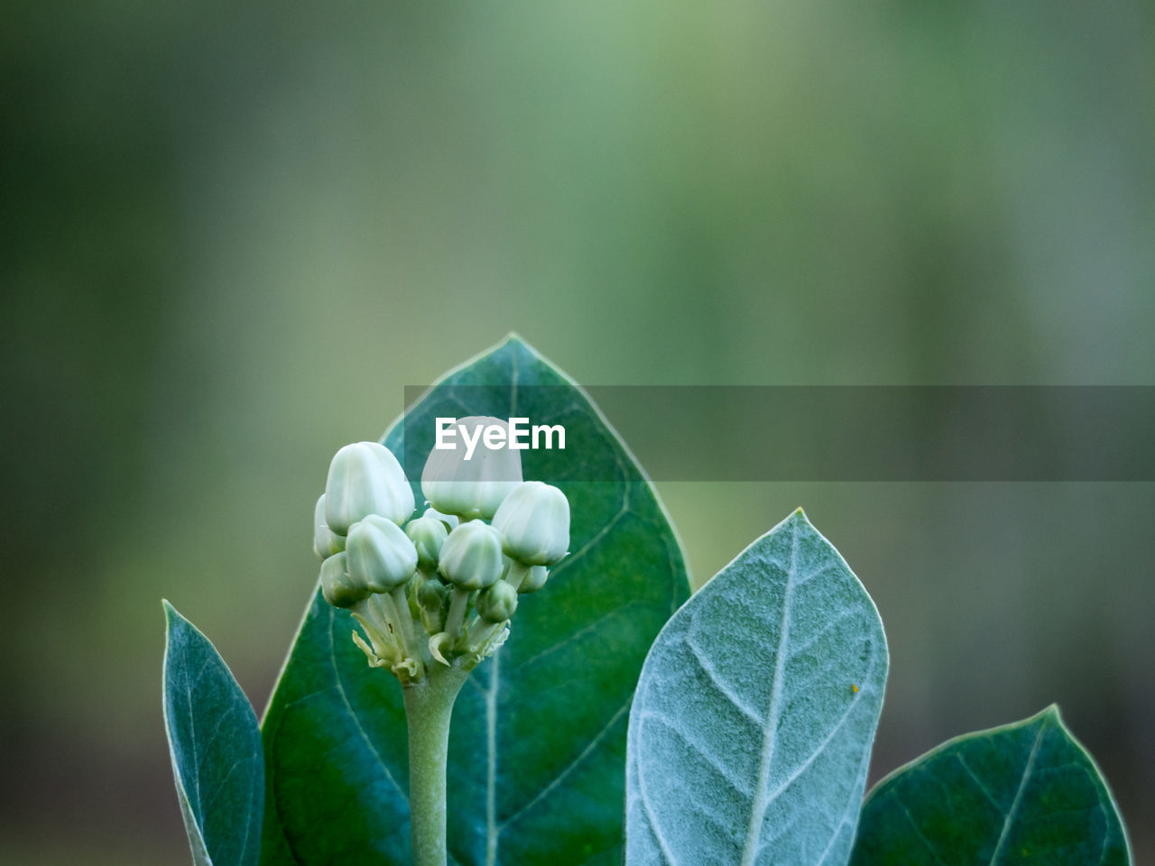 Close-up of green leaves on plant