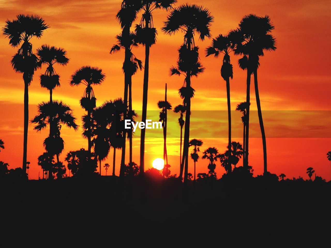 SILHOUETTE PLANTS AGAINST ORANGE SKY