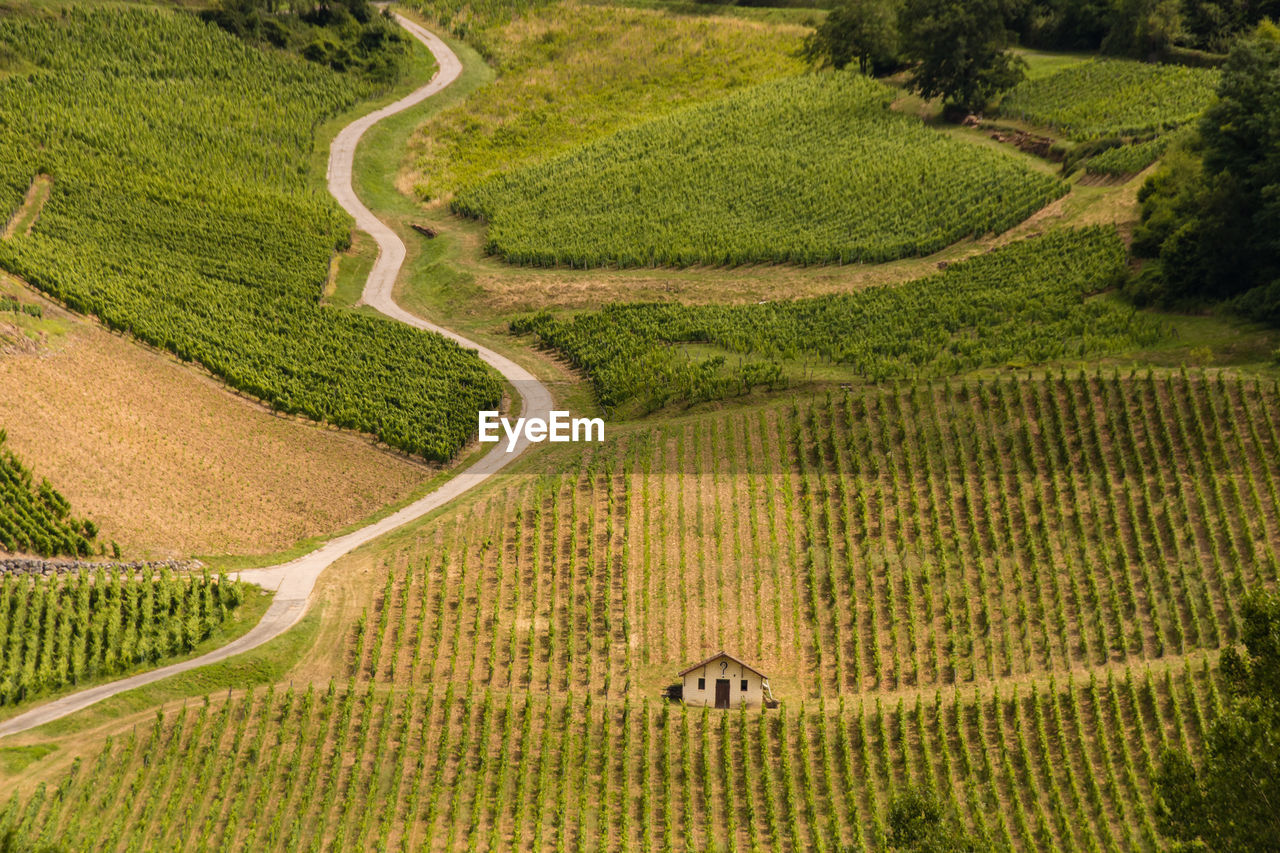 High angle view of vineyard in jura