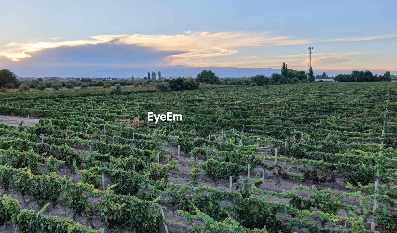 Vineyards in mendoza, argentina