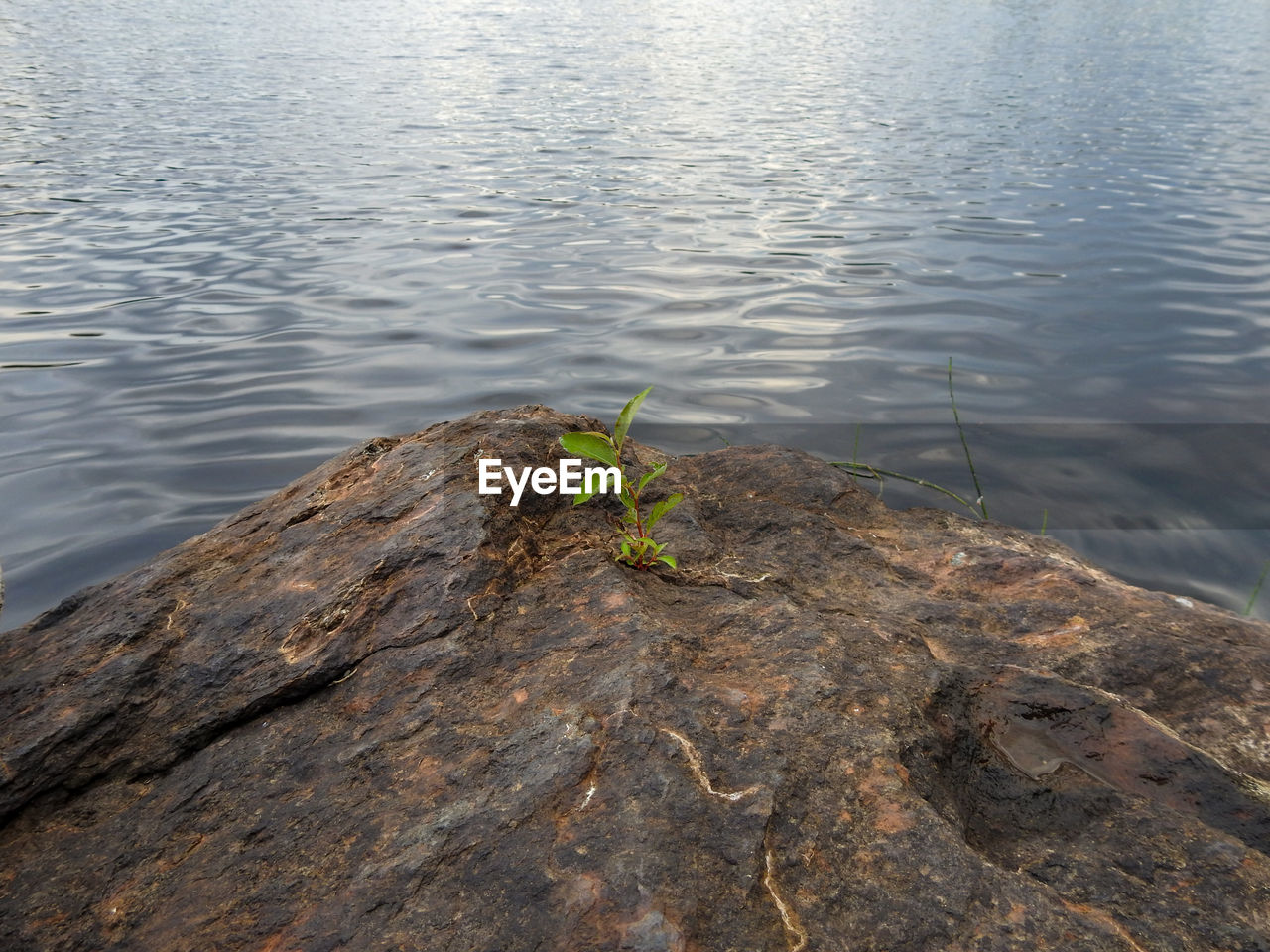 High angle view of a plant on a rock