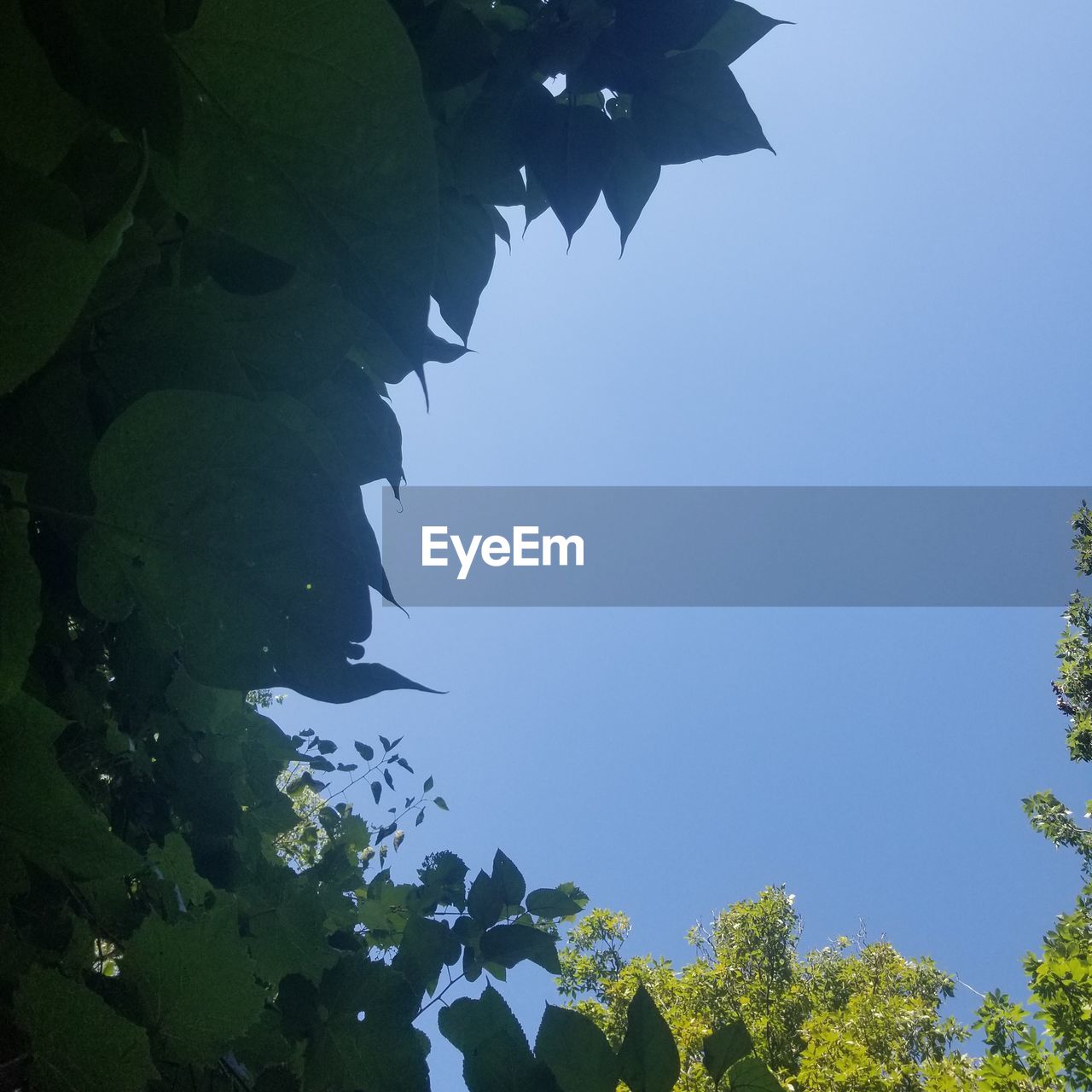 LOW ANGLE VIEW OF TREE AGAINST SKY