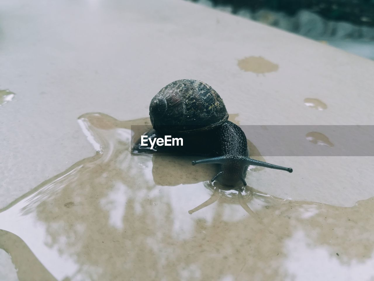 CLOSE-UP OF SNAIL IN CONTAINER