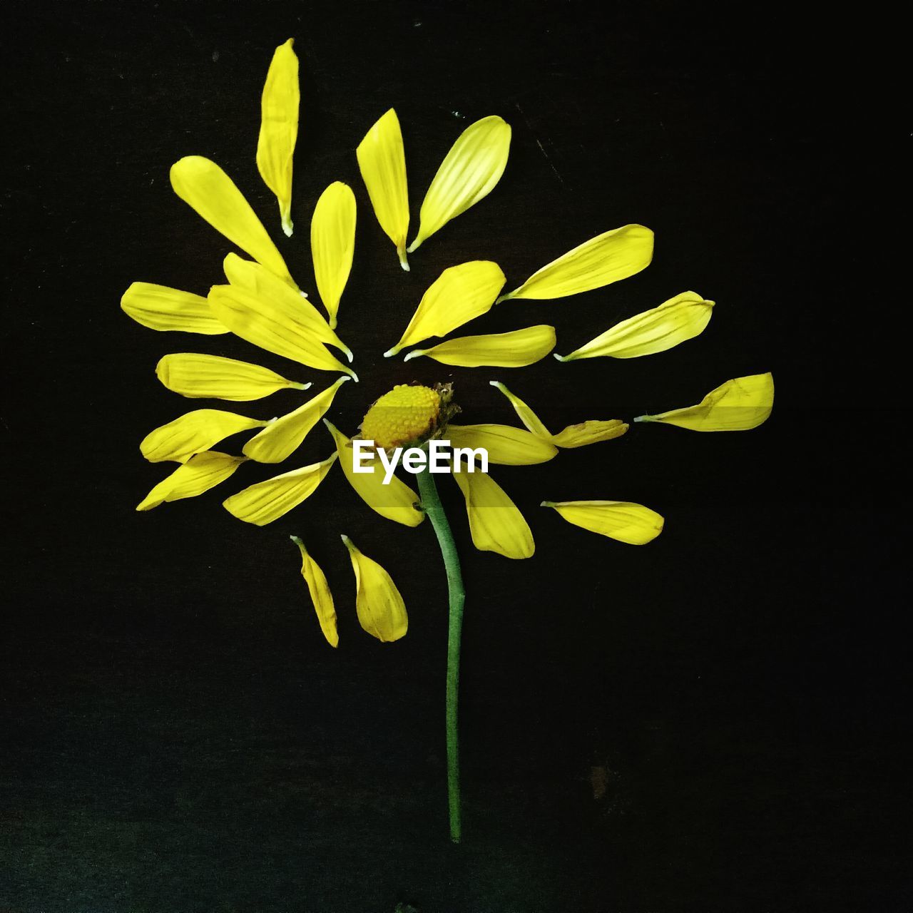 CLOSE-UP OF YELLOW FLOWER