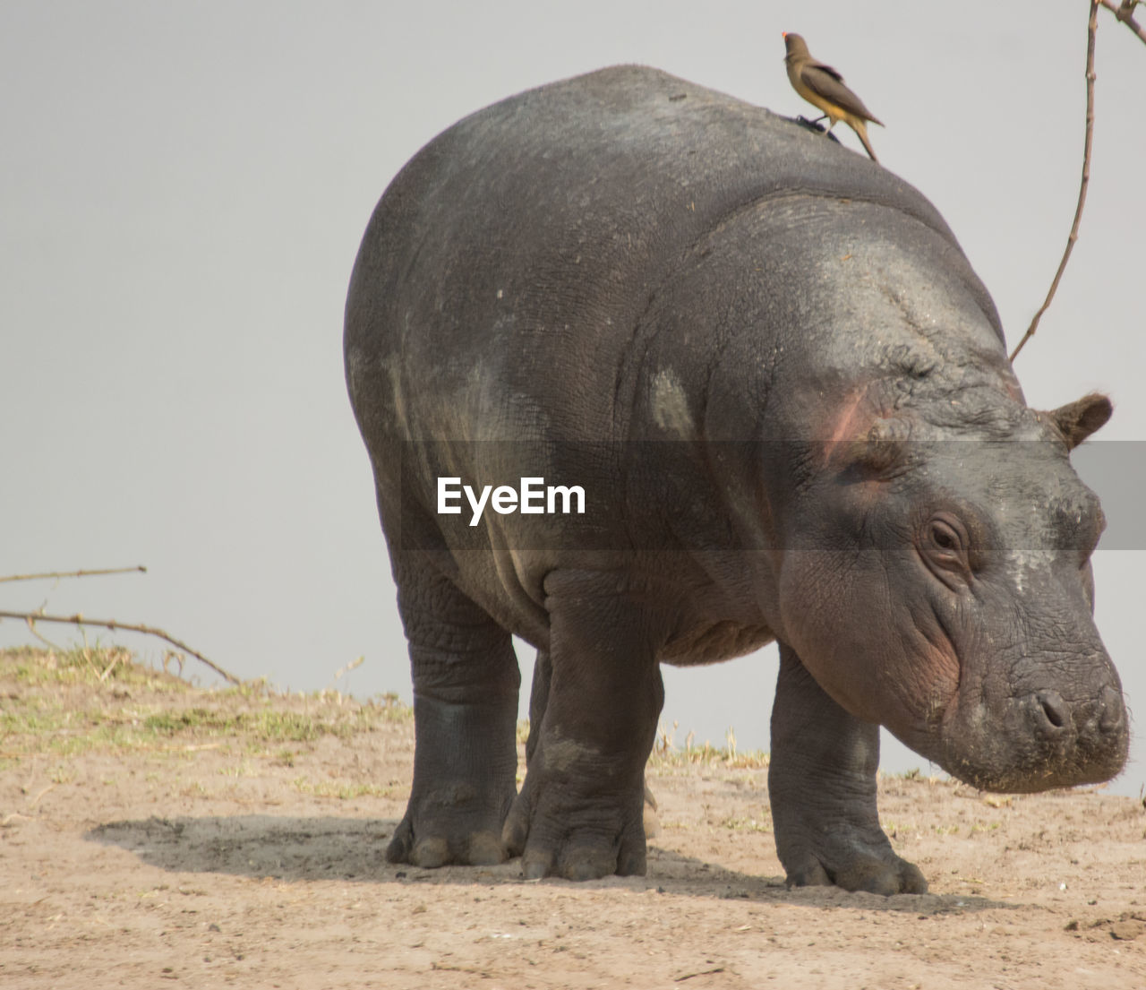 ELEPHANT STANDING ON A FIELD