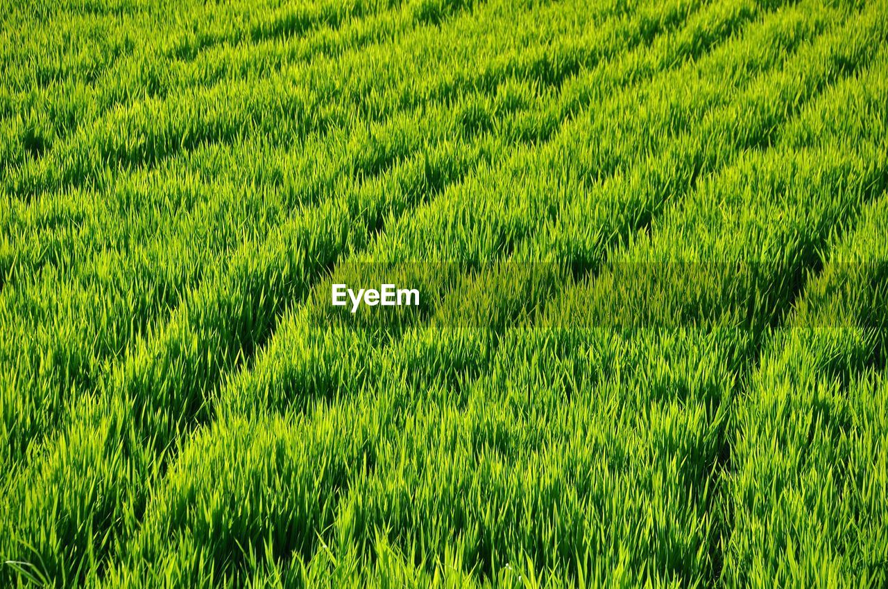 Full frame shot of rice field