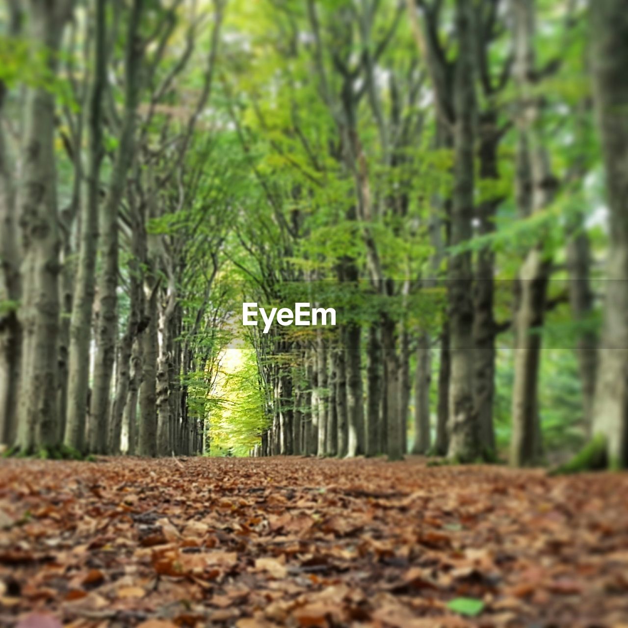 VIEW OF TREES IN FOREST