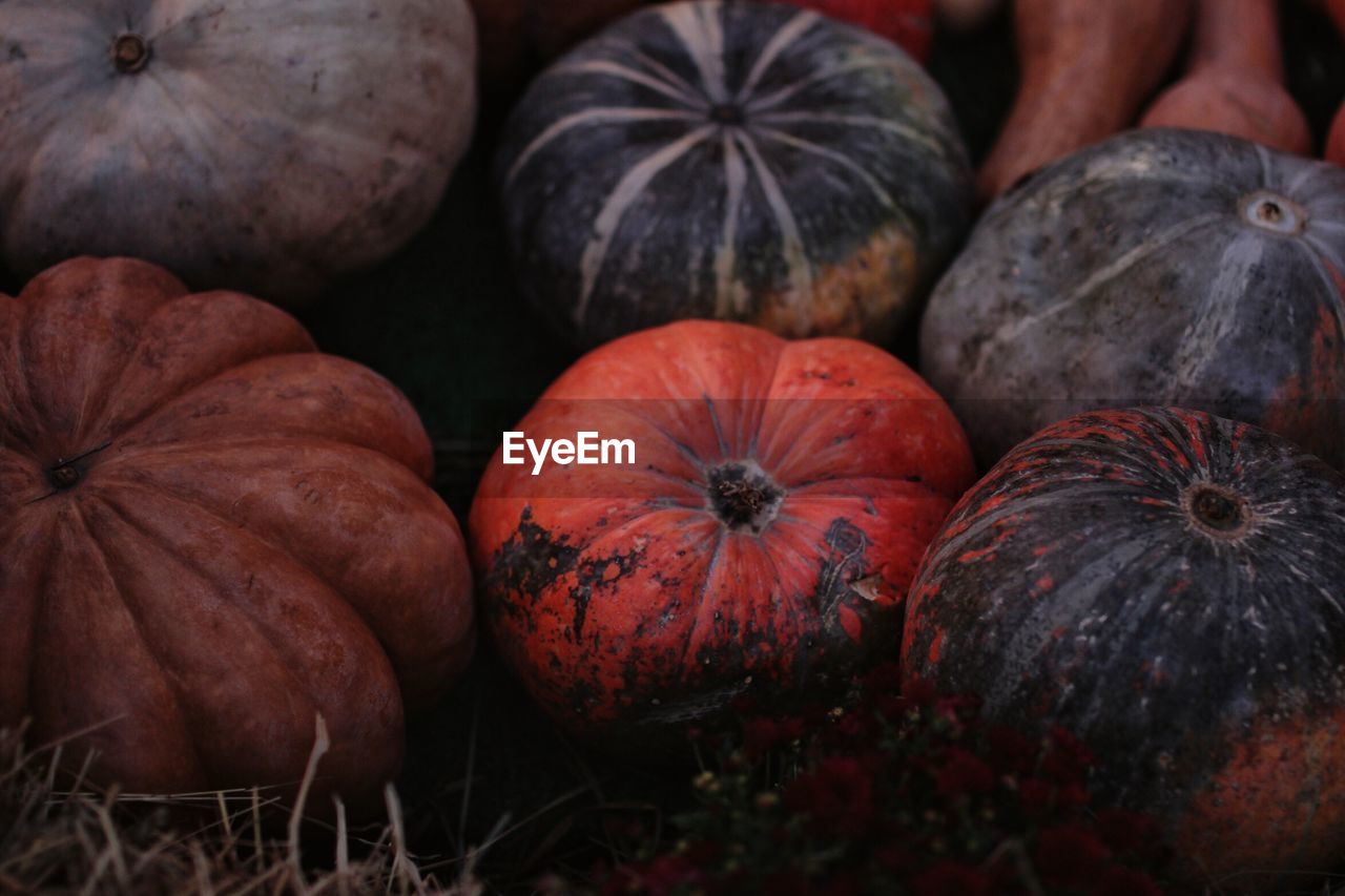 FULL FRAME SHOT OF PUMPKINS