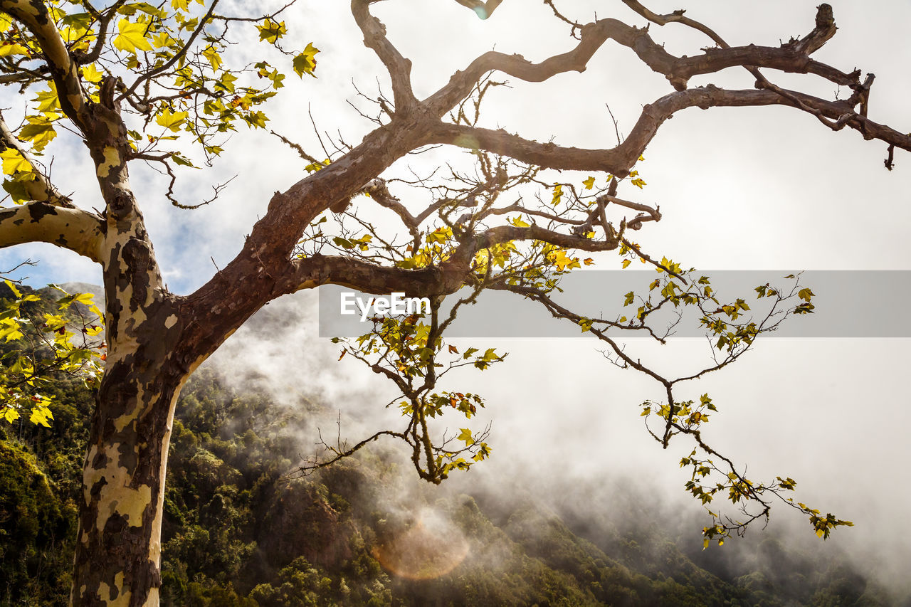 Low angle view of tree against sky