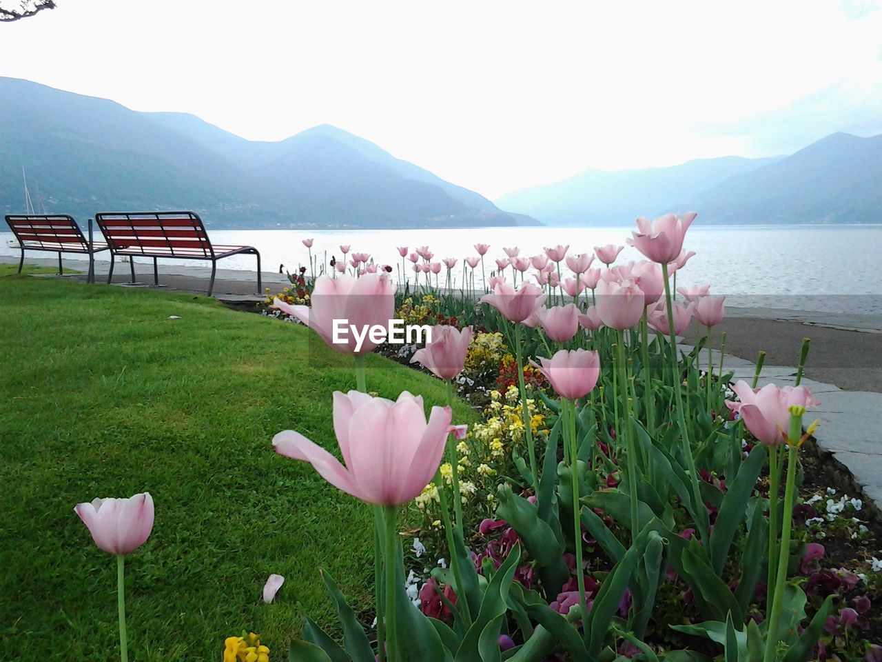 PINK FLOWERS BY LAKE AGAINST MOUNTAIN