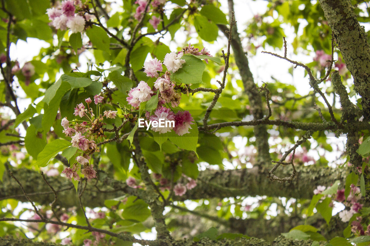 LOW ANGLE VIEW OF PINK CHERRY BLOSSOM