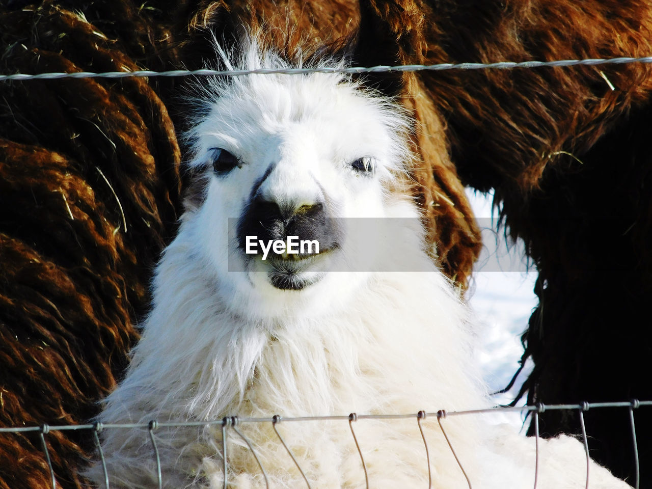 Portrait of white llama seen through fence